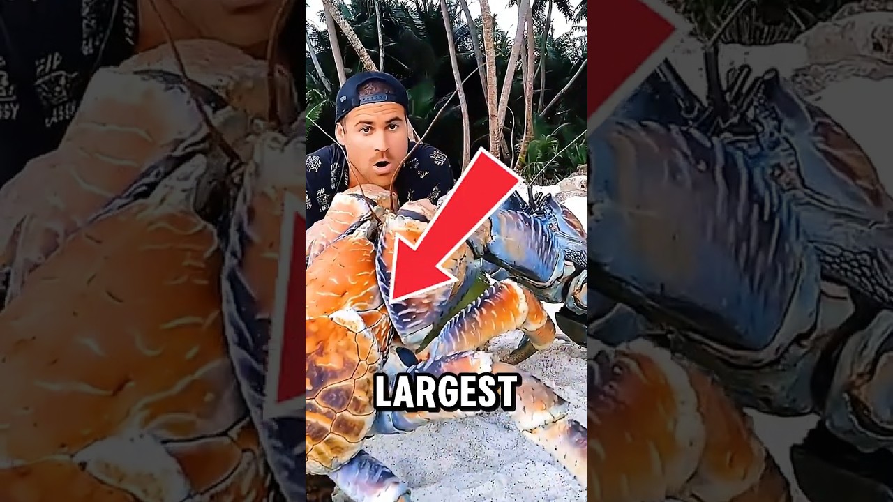 The Biggest Crabs on Earth Ranked 