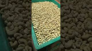 CASHEW WHOLE SALE || CASHEW CONTAI SUPPLIER || CASHEW EXPORT || W320/W240