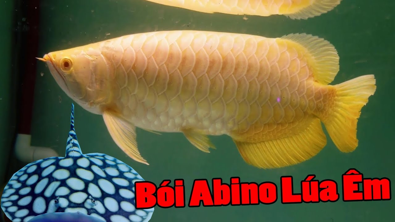 Review Siêu Phẩm Bói Abino u50 Lúa Êm, Sam Super White Hiếm Có | Rồng Cần Thơ 