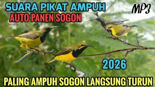 Suara pikat sogon ampuh | suara pikat burcil 2026