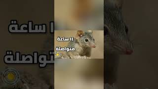 فأر انتيكويناس ١٤ ساعة من التزاوج 😯 - أغرب الحقائق في عالم الحيوان #حيوانات #الحياة_البرية #shorts