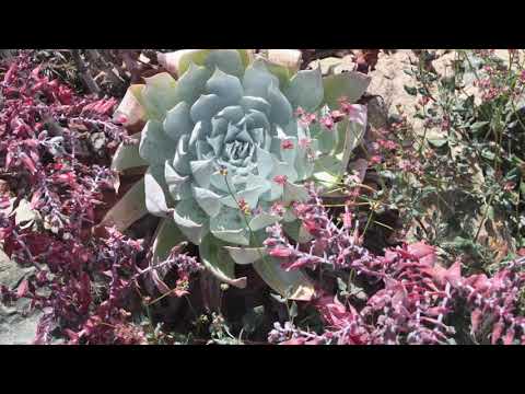วีดีโอ: Dudleya Plant Info - เรียนรู้วิธีการดูแล Dudleya Succulents