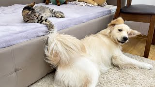 Poor Golden Retriever is Teased by a Naughty Kitten