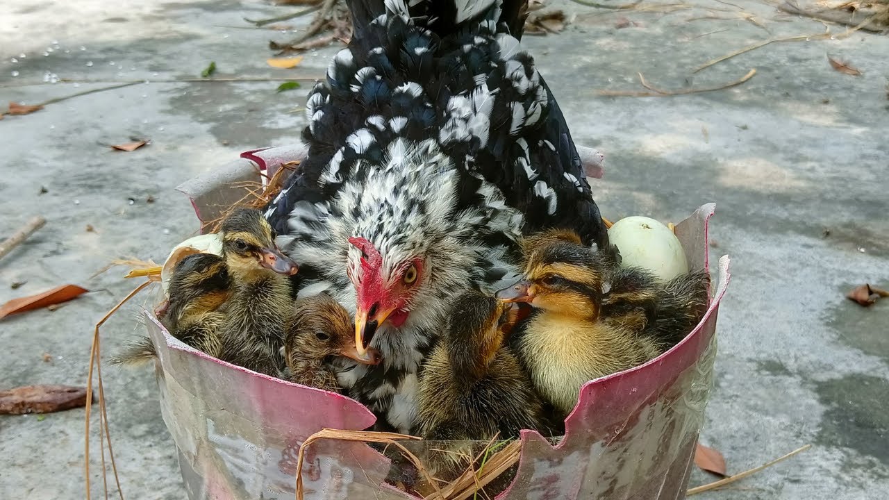 HOW TO HATCH DUCK EGGS IN CHICKEN  HATCHING // Bucket hen harvesting eggs naturally