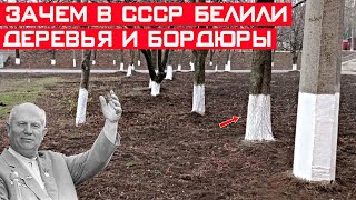 Зачем в СССР деревья и бордюры белили, а в Европе нет?