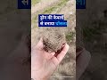 यहां तो पक्षियों को भी युद्ध की आदत पड़ गई! [Birds Nest on Drone Cables Amid Battle]