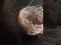 यहां तो पक्षियों को भी युद्ध की आदत पड़ गई! [Birds Nest on Drone Cables Amid Battle]