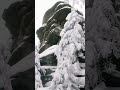 Winter Ambience Snow Forest #winterwonderland #snow #naturesounds #ambient