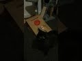 surprise #cute #cutekitty #funny #kitten #cutecat #mcdonalds