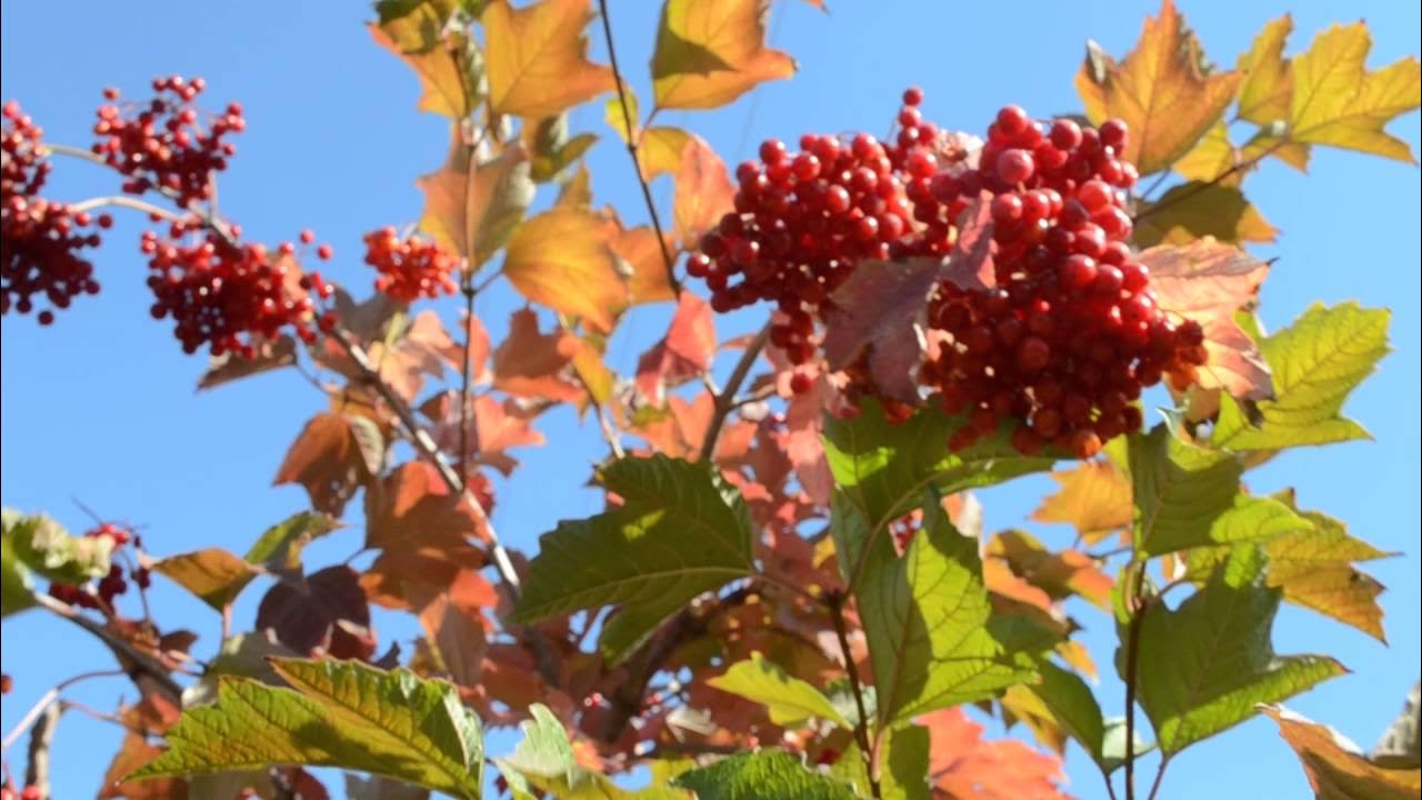 Песня караоке калина куст. Караоке калина рада рай. Калины куст ноты. Рада рай при долине куст калины. Калина над рекой.