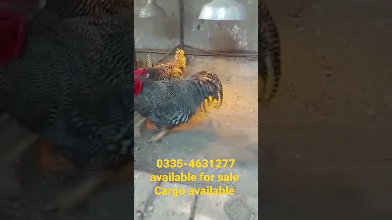 play mouth rock heritage breeder Pair 