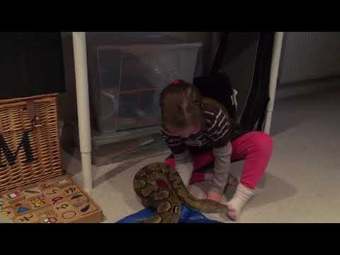 5 year old wrangling 10ft Reticulated python