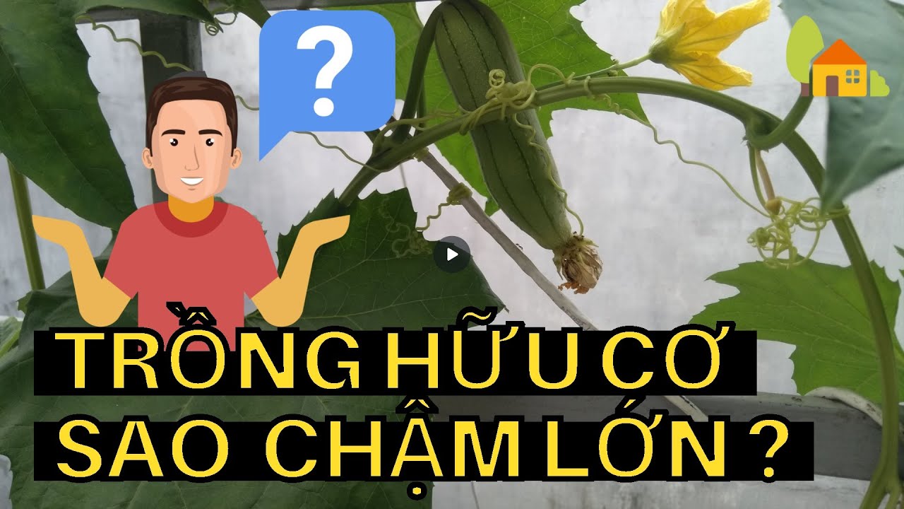 Tại sao trồng rau không phát triển? Giải thích chi tiết