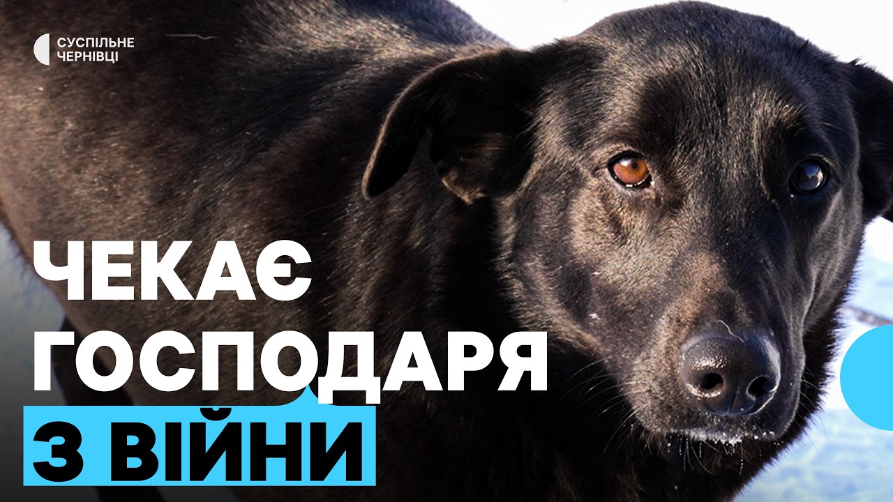 «Він прийшов до нас як скелет»: як у Чернівцях рятують безпритульних тварин