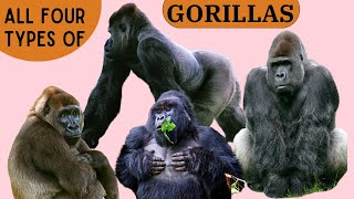 All Four Types of Gorillas by Familiarity With Animals (FWA) 561 views 3 weeks ago 5 minutes, 24 seconds