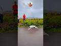 kolhapur dog race || dog res || Dog racing kolhapur || #shorts