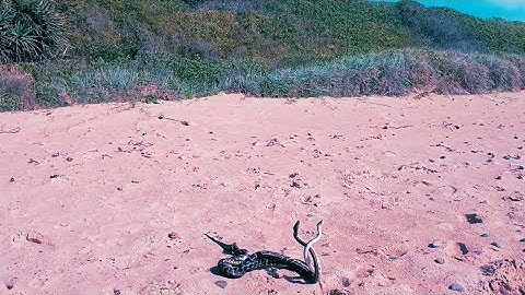 Two male ♂️ Pythons engaged in "Combat Battle" on beach 🐍🐍 for #supremacy #matingrights