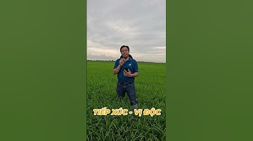 Cách quản lý sâu cắn chẻn hại lúa | HỎI ĐÁP | Hai Lúa Vàng