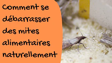 Comment se débarrasser des mites ?