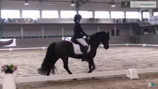 Aurelia Von Mauberg C.pepsi Hzo Michałowice 2019