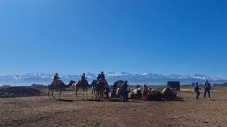 Camel Riding, Marrakech, Morocco From Celina V.