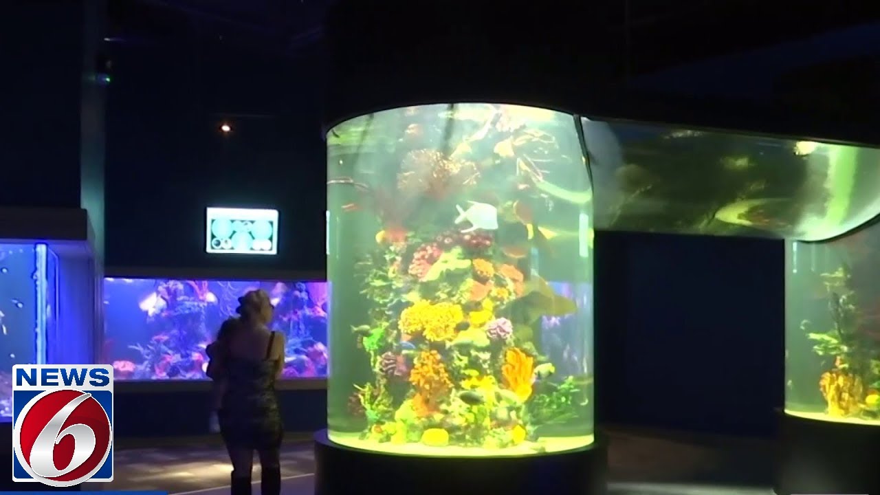 Daytona Aquarium and Rainforest Adventure opens YouTube