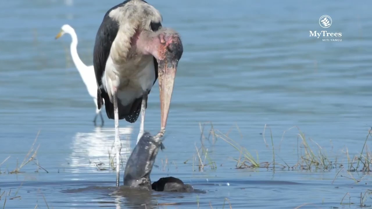 Biodiversity Credits
