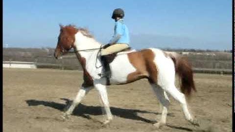 Valley View Ranch - Captain -   ***For up-to-date info, price, etc., go to our website***