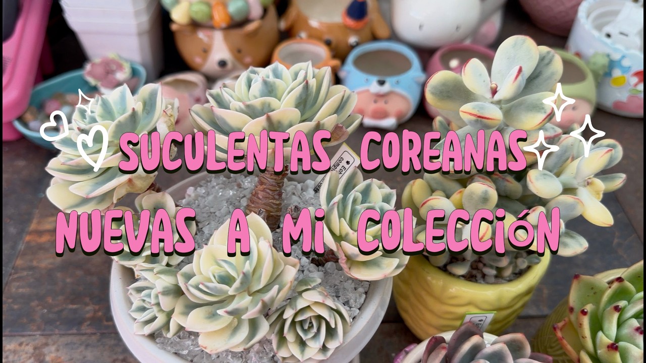 Plantando suculentas coreanas.