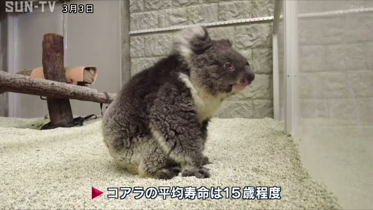南あわじ市のコアラが25歳の誕生日 人間の120歳に相当 - YouTube