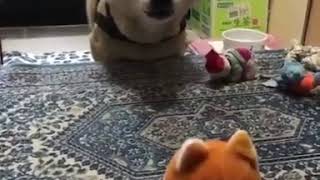Shiba barking on a toy