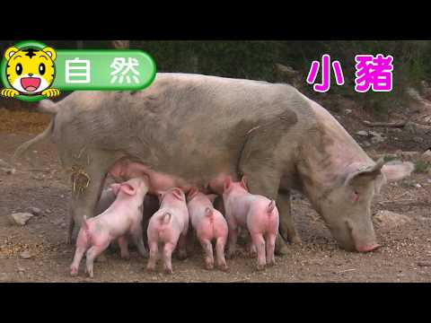 Shimajiro [Knowledge Nuggets] Animal World - Piglets #Toddlers #ParentChild #Parenting #Cartoon #...