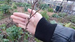 First Year Food Forest November Tour #permaculture #foodforest #growwithme