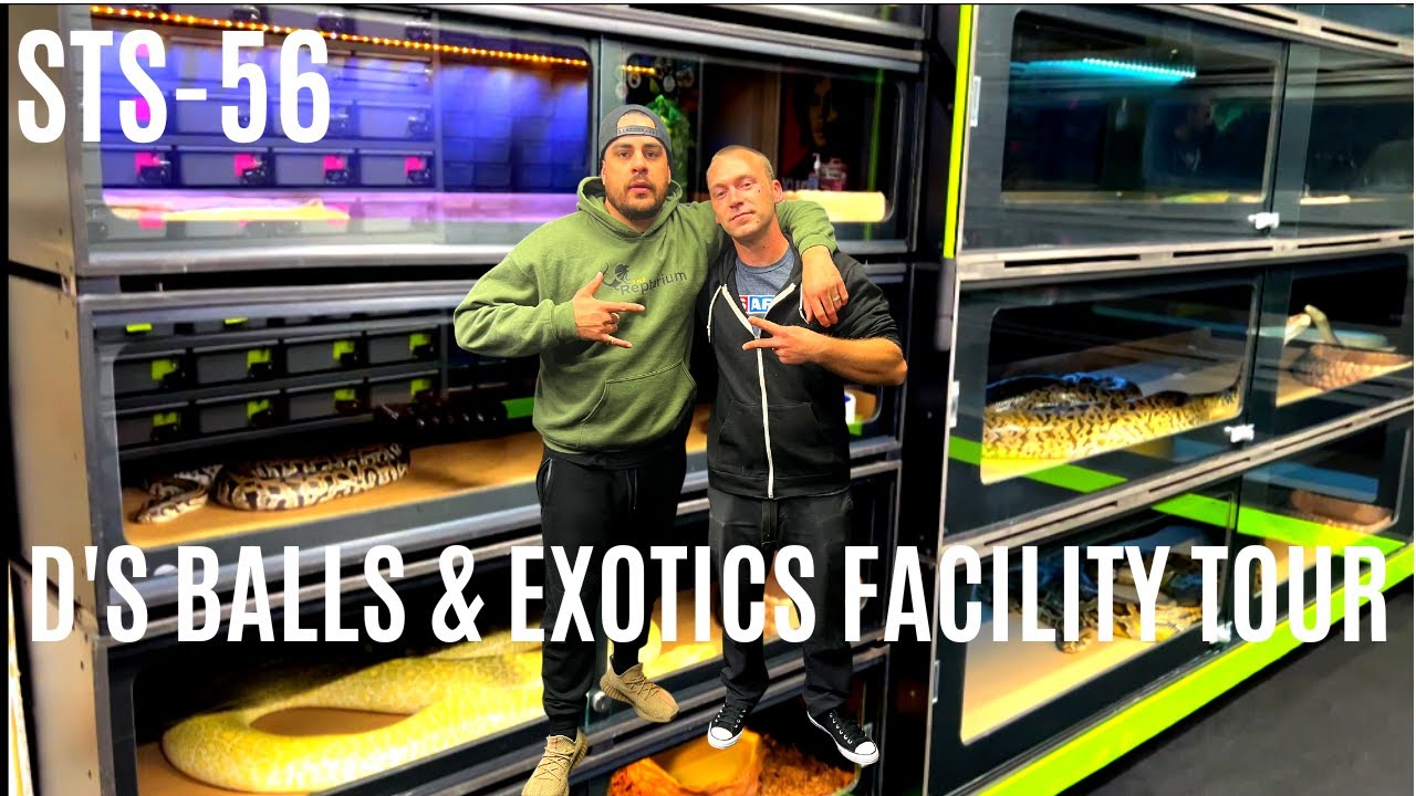 D'S BALLS & EXOTICS FACILITY TOUR | BURMESE PYTHON BREEDER | BALL ...