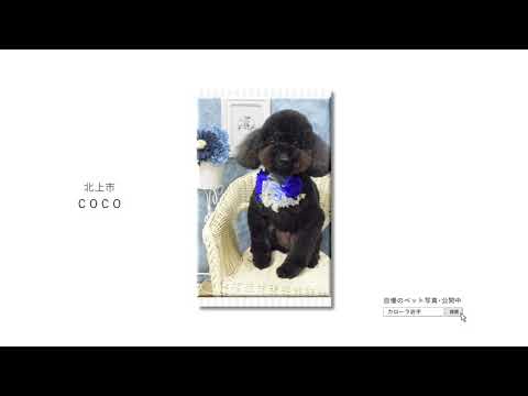 【トヨタカローラ岩手】CM2020 ペット写真篇　第３弾 14 15秒ver