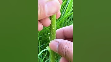 Special scissors for grafting fruit trees to improve the success rate of grafting saplings