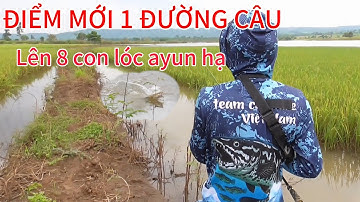 Một đường câu lên 8 con câu cá lóc Ayun Hạ Gia Lai huynhvananfishing
