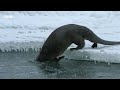 Otters vs Bald Eagles in a High-Stakes Hunt | Great American Thaw | BBC Earth