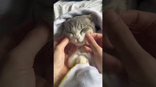 Chin Scratches For Pickle