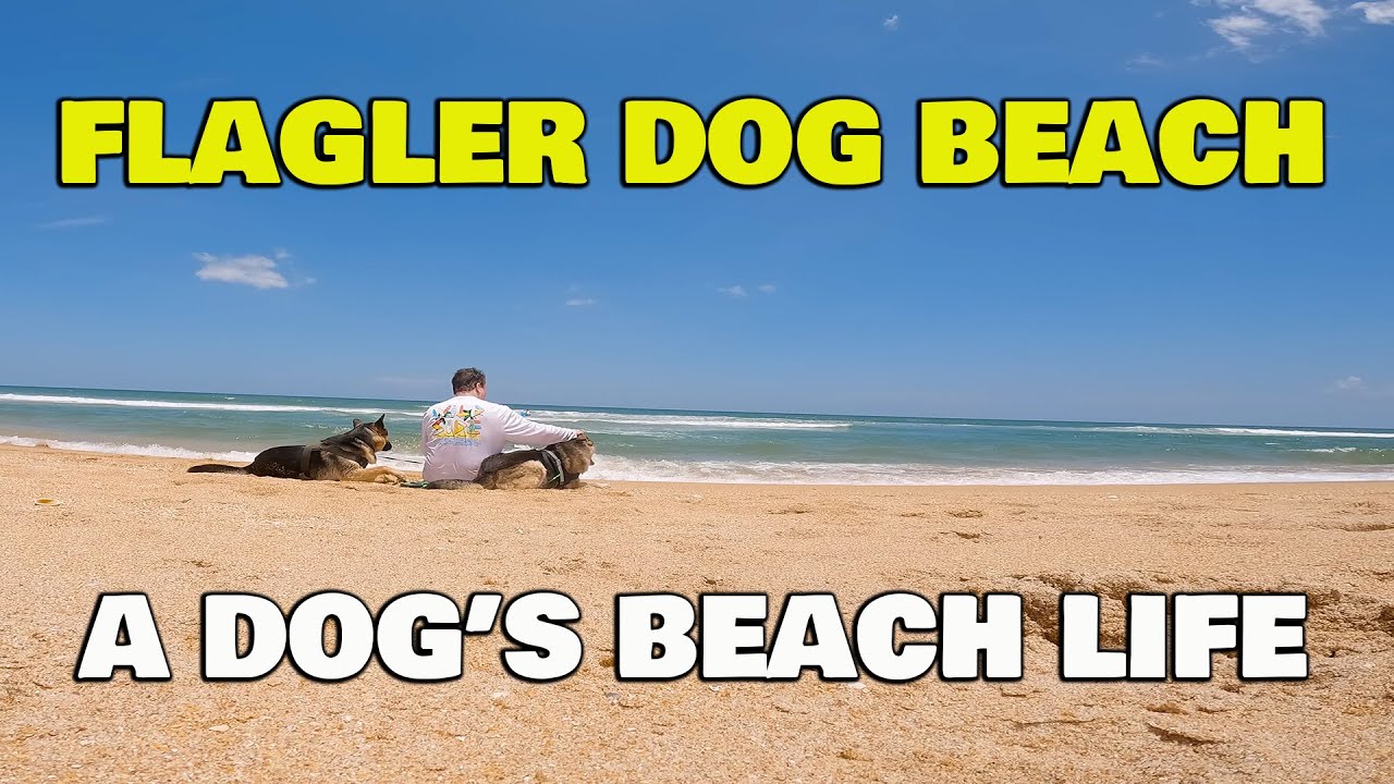 Flagler Dog Beach A Dog's Beach Life YouTube