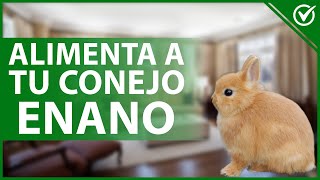 ¿Cómo ALIMENTAR a mi CONEJO ENANO?  Frutas, verduras y heno