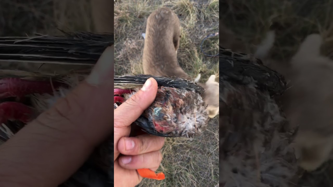 Training a 12 week puppy for dove hunting silver lab!!