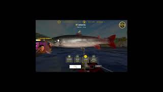 Таймень. ТРОФЕЙ.  р. Нижняя Тунгуска. 19.03.2025. #shorts #shortvideo #short  #live #fishing