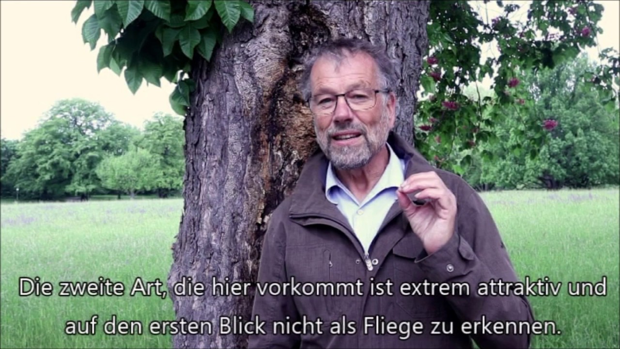 Heimische Arten: Schwebfliegen