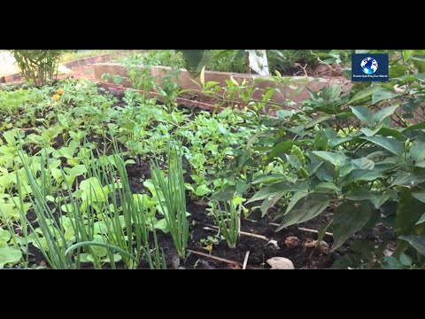 Video: Growing Organic Zaub Vaj