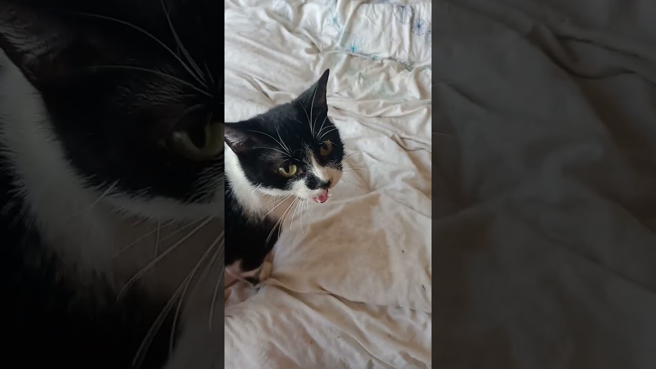 Not so quick feeding time at the zoo #feedingtime #thebe #trilby #beany #catsoftwitter #hedgewatch 