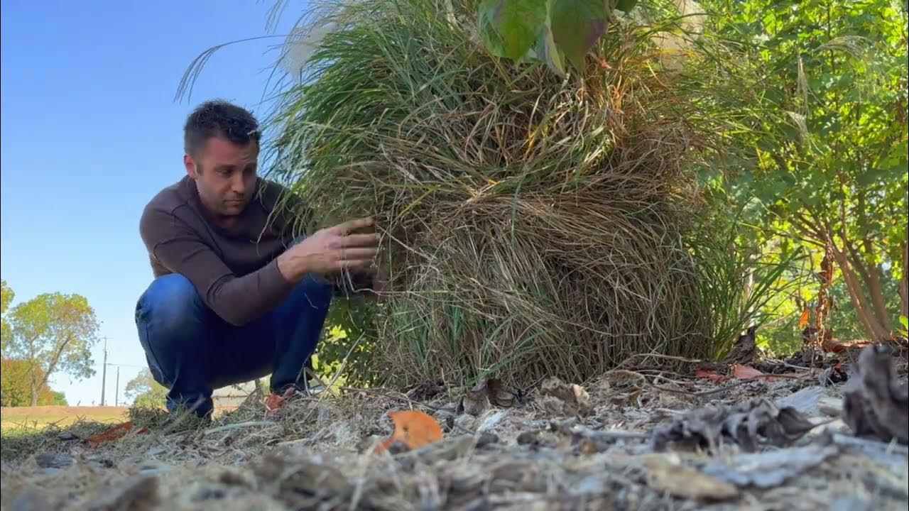 Easy way to cut pampas grass YouTube