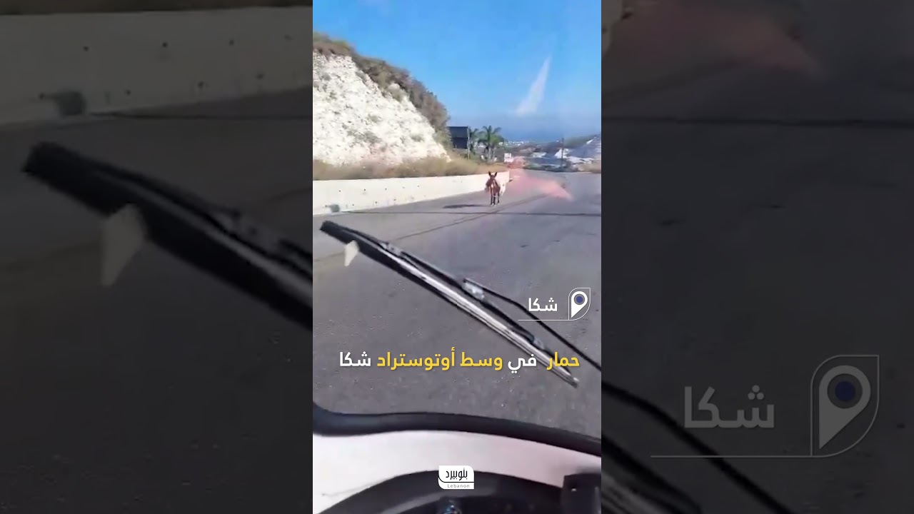 حمار في وسط أوتوستراد شكا