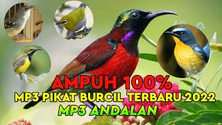 Download mp3 pikat segala jenis burung|| mp3 pikat kolibri ninja 100% ampuh anti zonk