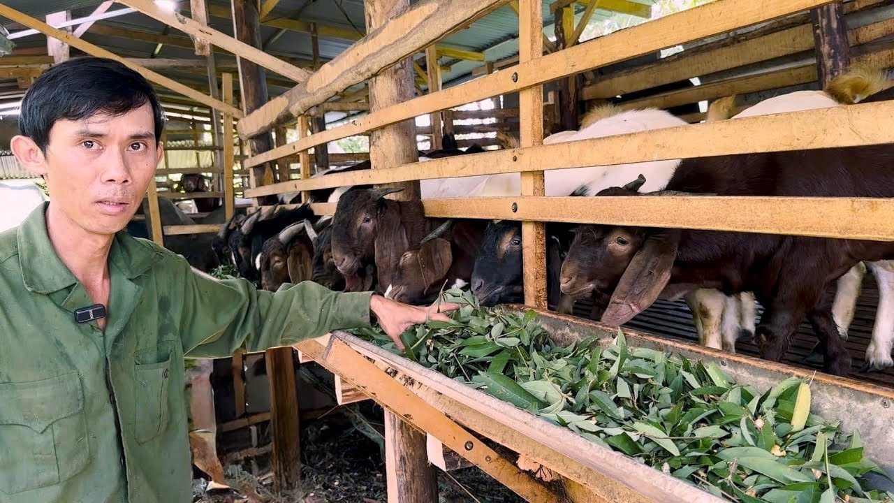 Bí Quyết Nuôi Dê Đực Thịt Vỗ Béo Của Anh Thành